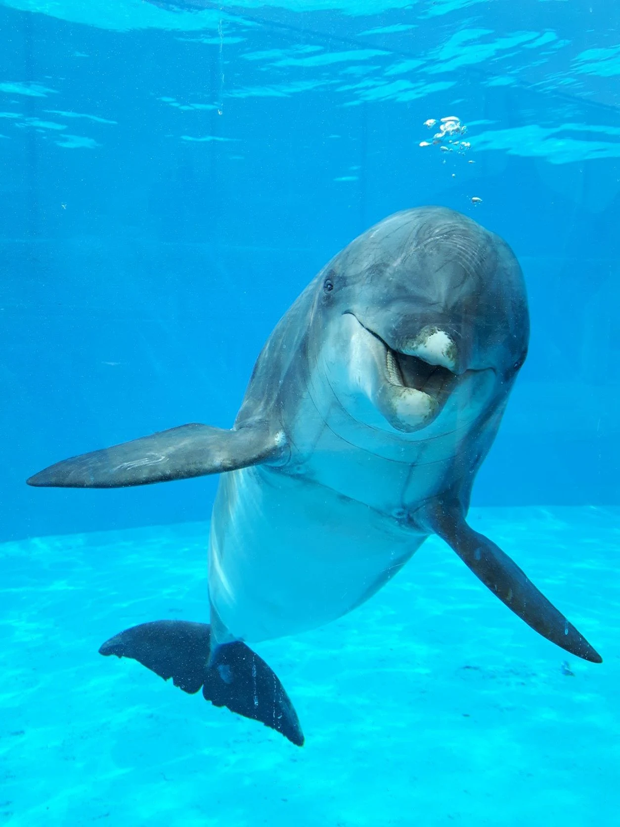 Dolfinarium