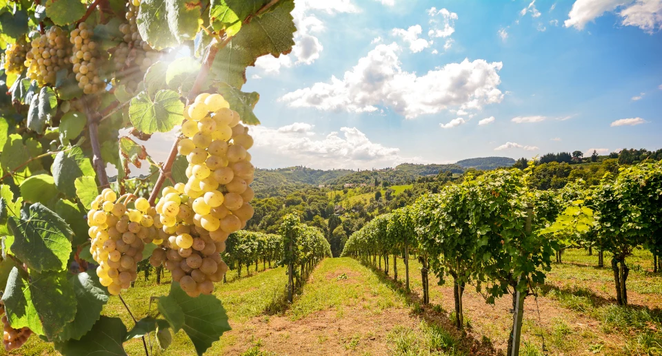 Chianti-Weinregion